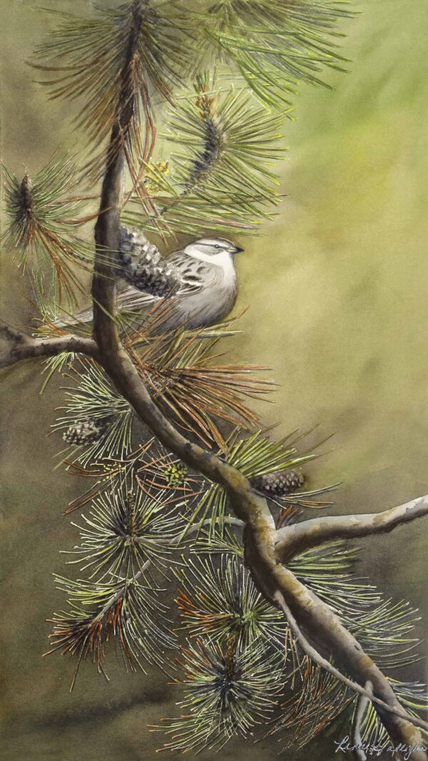 Chipping Sparrow